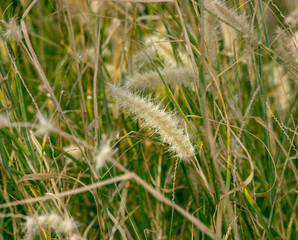 grass flower in a sunlight selective focus