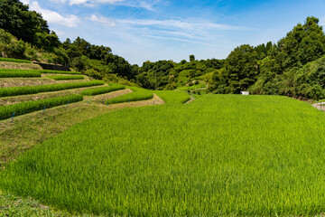 緑色の稲が美しい下赤坂の棚田