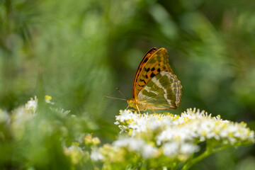 big brown butterfly feeding on white flower, Silver-washed Fritillary, Argynnis paphia