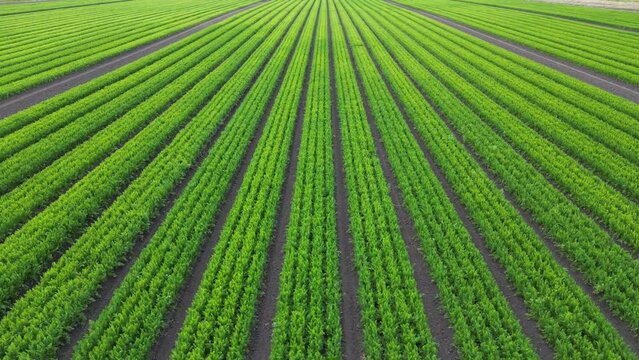 Mid level aerial forward fly clip over an arable crop of carrots in the English countryside farmland