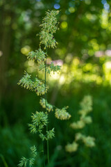 Side view of the plant Thalictrum