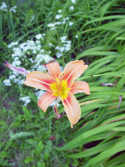 Day lily in full bloom in Vermont