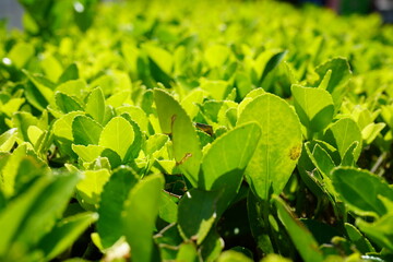 bush green closeup focus leaves good for background design
