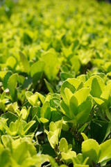 bush green closeup focus leaves good for background design