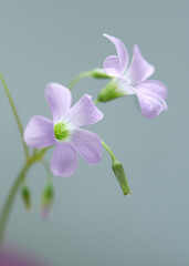 Beautiful flowers background