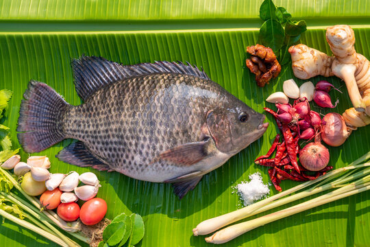 A Fresh tilapia fish with aromatic herbs spices and vegetables ingredients ready to cooking delicious Thai tom yum food. Balanced diet or clean and fresh cooking concept, Commercial aquaculture.