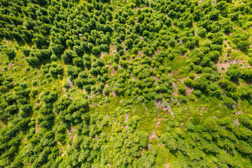 Fototapeta na wymiar Top view of the top of green pine or spruce trees in the forest in sunny summer day. Healthy environment concept in period of climate change concept.