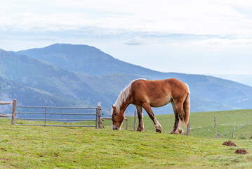 Brown horse grazing in the mountains.
