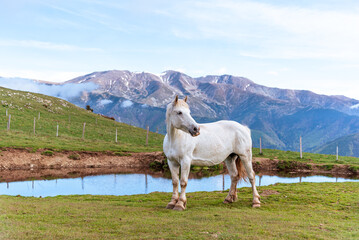 Fototapeta na wymiar Portrait of a white horse on the high mountains.