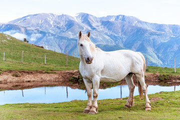 White horse on the mountains.
