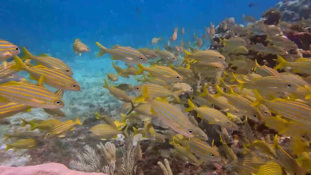 4k video of a school of grunts in the Caribbean Sea, Mexico