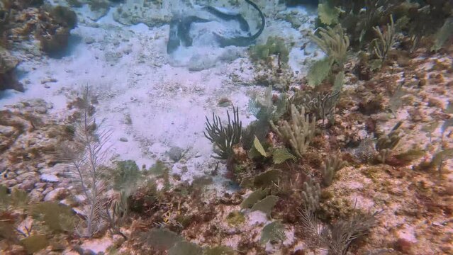 4k footage of a Southern Stingray (Dasyatis americanus) in Cozumel, Mexico