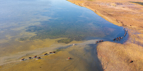 Panoramic aerial view of a herd of horses crossing a shallow lake and walking along the shore. Top view of the lakeshore and a group of animals. Horses walk on the water and graze on the shore.