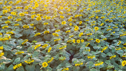 Pole słoneczników. Field of sunflowers