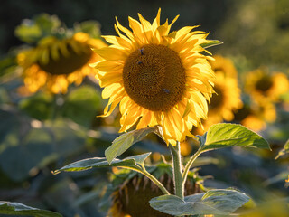 Słoneczniki. Sunflowers