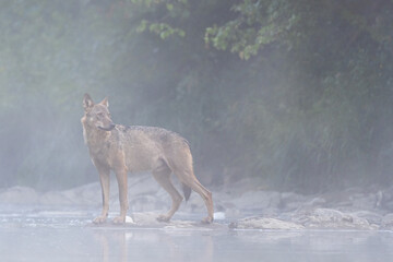 Grey Wolf (Canis lupus) in the river in a foggy morning, Bieszczady, Carpathians, Poland.