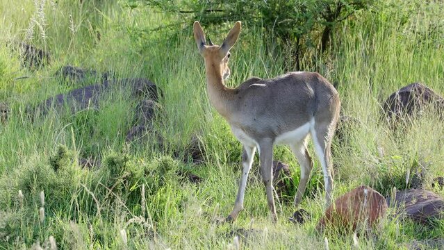 A grey rhebuck (Pelea capreolus) feeding in natural habitat, Mokala National Park, South Africa