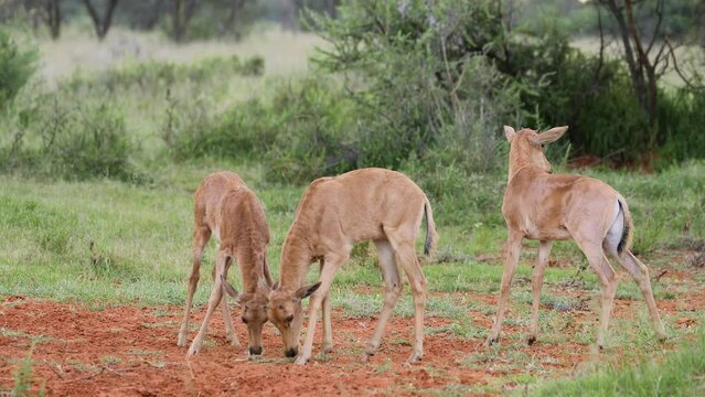 Tsessebe antelope (Damaliscus lunatus) calves in natural habitat, Mokala National Park, South Africa