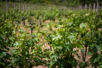 Beautiful rows of green vineyards in summer with blue sky. Agricultural landscape.
