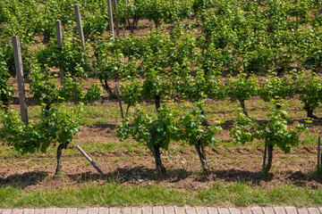 Beautiful rows of green vineyards in summer with blue sky. Agricultural landscape.