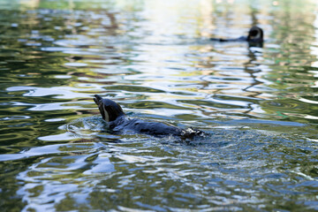 Penguin swimming on the water