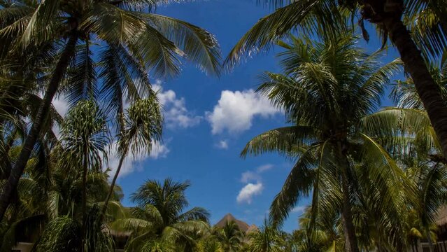 4k timelapse of clouds moving behind palm trees in Quintana Roo, Mexico