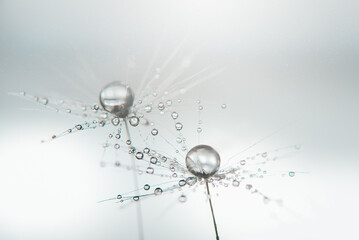 Beautiful dew drops on dandelion seed macro. soft background. Water drops on parachutes dandelion. Copy space. soft focus on water droplets. circular shape, Hope and dreaming concept. Fragility.