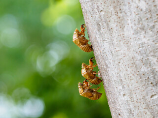夏を感じるセミの抜け殻