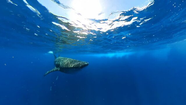 4k video footage of a Whale Shark (Rhincodon typus) off the coast of Mexico