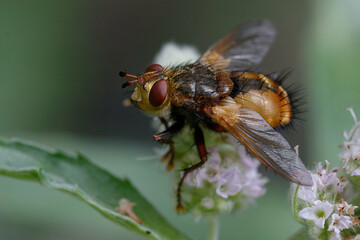 Fly (Tachina fera) on a mint flower