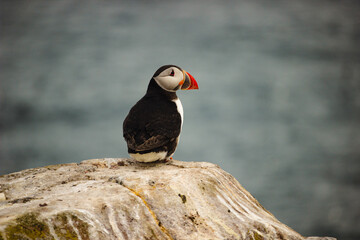 Close-up of a Colorful Atlantic Puffin Perched on a Rocky Cliff by the Seaside
