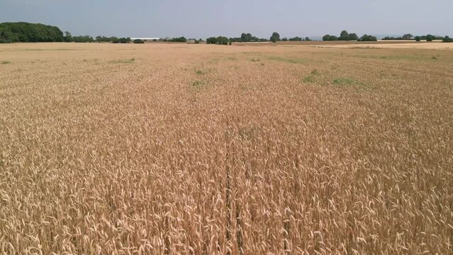 Low level aerial fly forward clip over an arable crop of golden barley in the English countryside