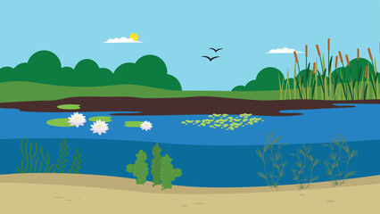Fototapeta na wymiar pond with water lilies and reeds