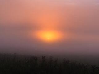 foggy dawn in summer in a field