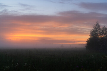 foggy dawn in summer in a field