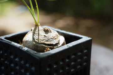 Bonsai plants in small pots placed on the garden table.