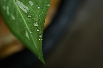 Rain drops on the leaves in the garden