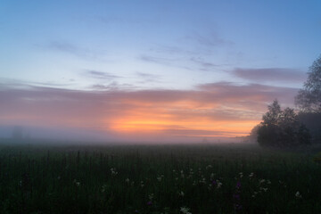 foggy dawn in summer in a field