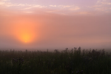Fototapeta premium foggy dawn in summer in a field