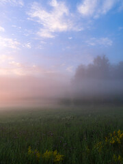 Obraz na płótnie Canvas foggy dawn in summer in a field