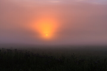 Fototapeta na wymiar foggy dawn in summer in a field