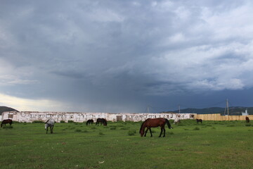 Fototapeta na wymiar Herd of horses grazing in countryside