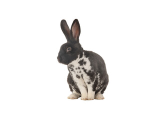 black and white Rabbit isolated on white background