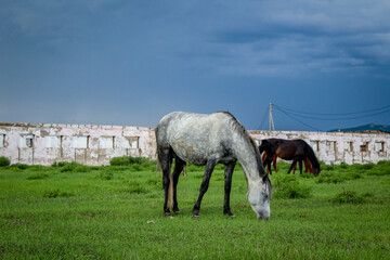 Fototapeta na wymiar Herd of horses grazing in countryside
