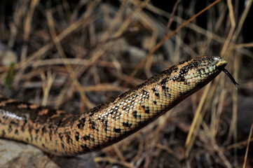 Westliche Sandboa // Javelin sand boa (Eryx jaculus) - Peloponnes, Griechenland