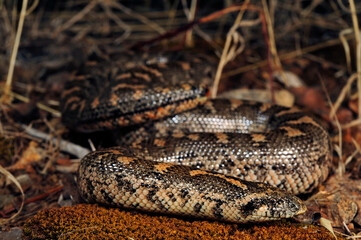 Javelin sand boa // Westliche Sandboa (Eryx jaculus) - Peloponnese, Greece