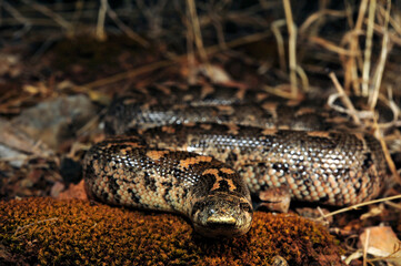 Javelin sand boa // Westliche Sandboa (Eryx jaculus) - Peloponnese, Greece