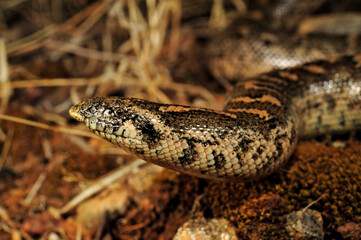 Javelin sand boa // Westliche Sandboa (Eryx jaculus) - Peloponnese, Greece