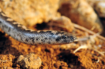 Westliche Sandboa // Javelin sand boa (Eryx jaculus) - Peloponnes, Griechenland