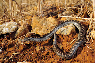 Westliche Sandboa // Javelin sand boa (Eryx jaculus) - Peloponnes, Griechenland